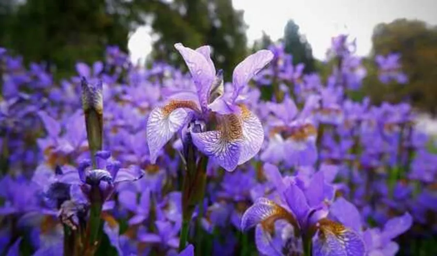 Iris Flower Classification